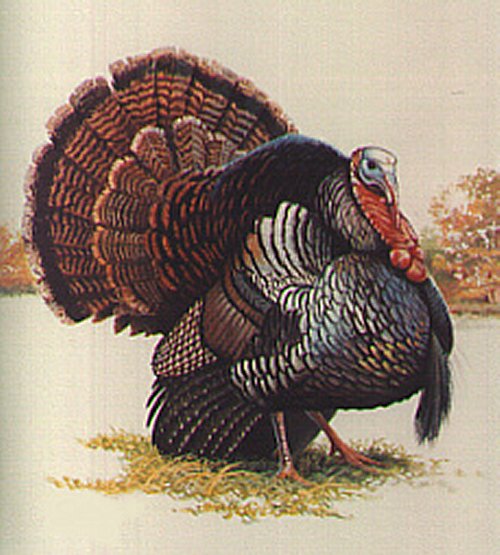 Wild Turkey Male