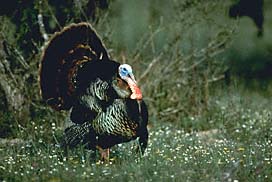Bird - Wild Turkey