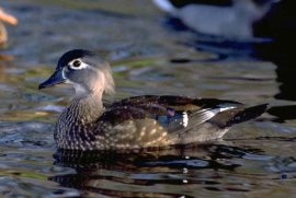 Wood Duck Hen