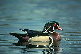 Wood Duck Drake