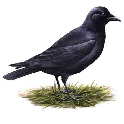 American Crow