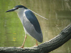 Black-crowned Night Heron