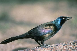 Common Grackle
