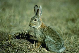 Rabbits - Eastern Cottontail