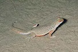 Fringe Toed Lizard
