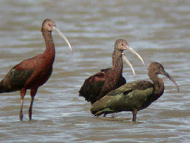 Glossy Ibis