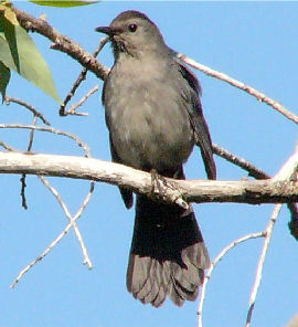 Gray Catbird