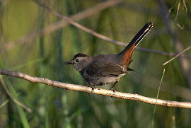 Gray Catbird