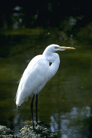 Great Egret