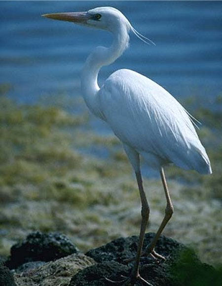 Great White Heron