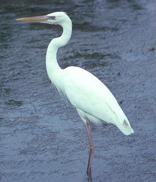 Great Egret