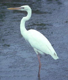 Great Egret
