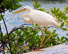 Great Egret