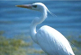 Great White Heron