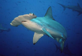 Scalloped Hammerhead