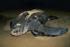 Leatherback