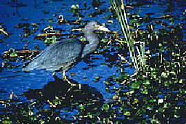 Bird - Little Blue Heron