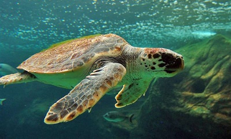 Loggerhead