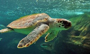 Loggerhead