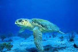 Loggerhead
