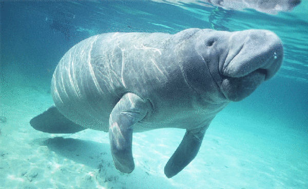 Manatee