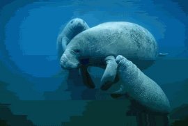 Manatee