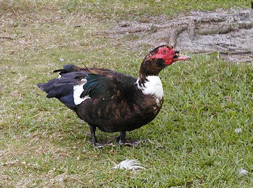 Muscovy Duck