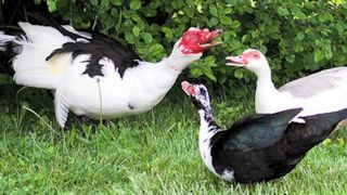 Muscovy Duck