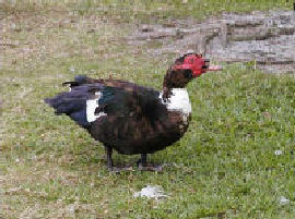 Muscovy Duck