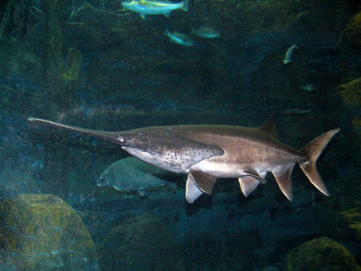 Paddlefish