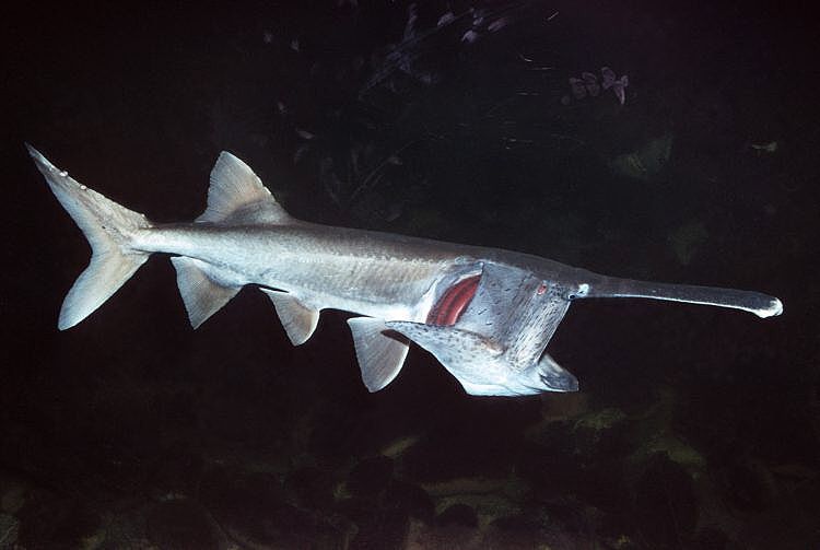Paddlefish
