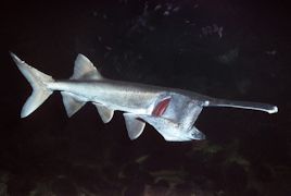 Paddlefish