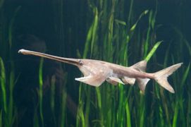 Paddlefish