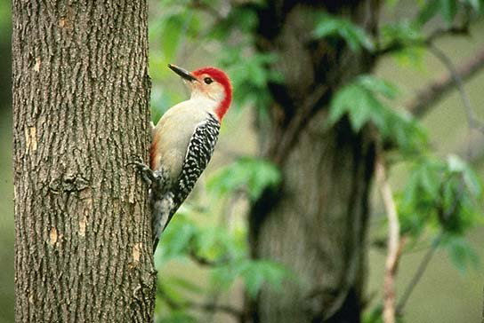 Red-bellied Woodpecker