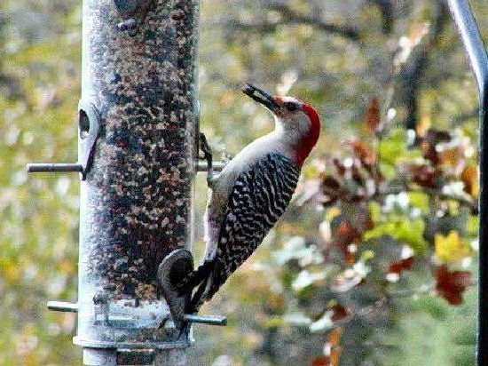 Red-bellied Woodpecker