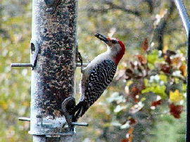 Red-bellied Woodpecker