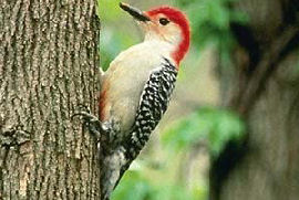 Red-bellied Woodpecker