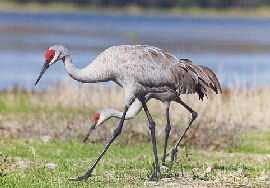 Sandhill Crane