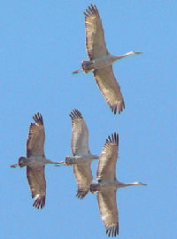 Bird - Sandhill Crane