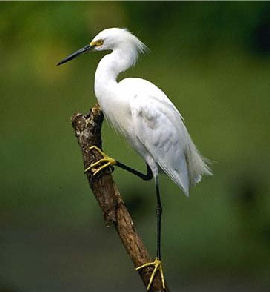 Snowy Egret