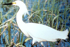 Bird - Snowy Egret