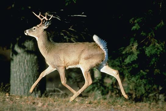 White-tailed Deer