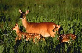 White-tailed Deer