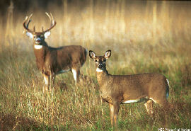 White-tailed Deer