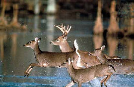 White-tailed Deer
