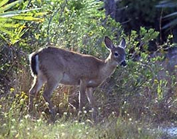 White Tailed Key Deer