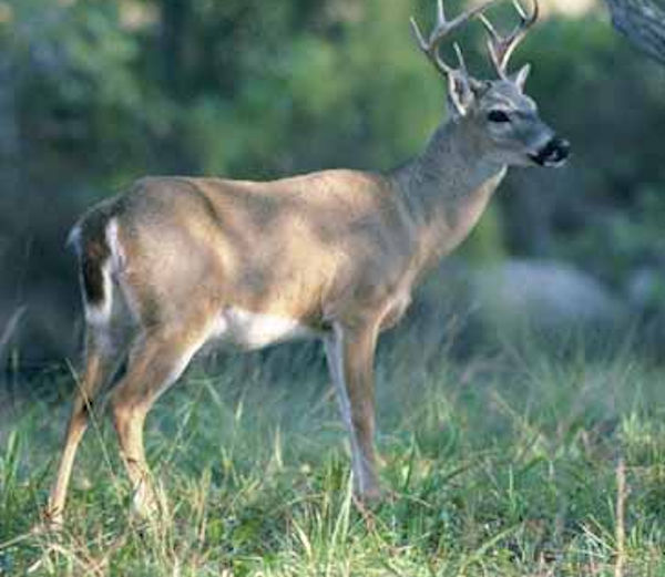 Key Deer