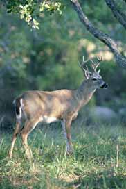 Key Deer