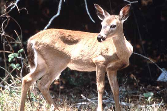 Key Deer