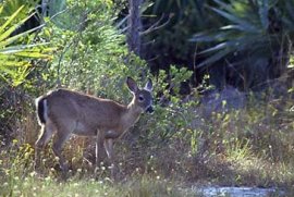 White Tailed Key Deer